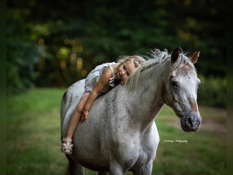 Welsh B Mare 15 years 12,2 hh Leopard-Piebald in Morsbach