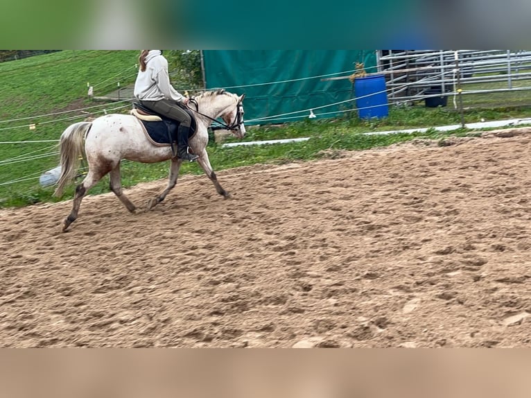 Welsh B Mare 15 years 12,2 hh Leopard-Piebald in Morsbach