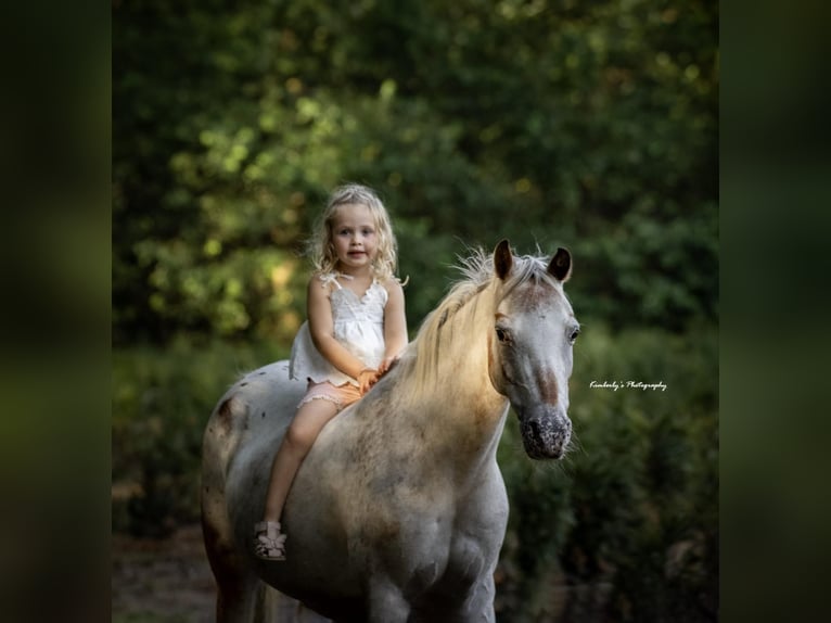 Welsh B Mare 15 years 12,2 hh Leopard-Piebald in Morsbach