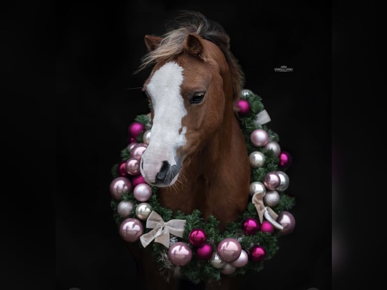 Welsh B Mare 15 years 12 hh Chestnut in Nederland