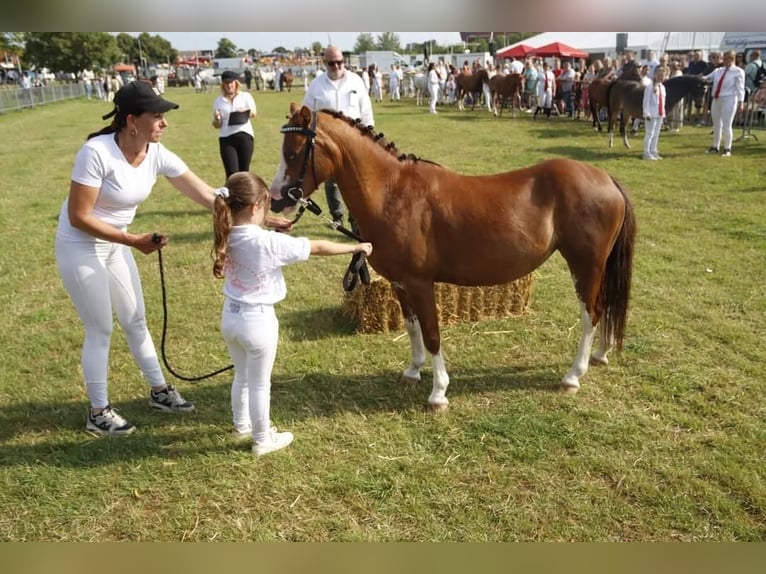 Welsh B Mare 15 years 12 hh Grey-Blue-Tan in Augustinusga