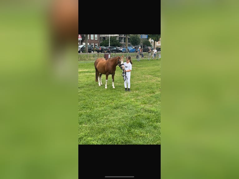 Welsh B Mare 15 years 12,1 hh Chestnut in Augustinusga