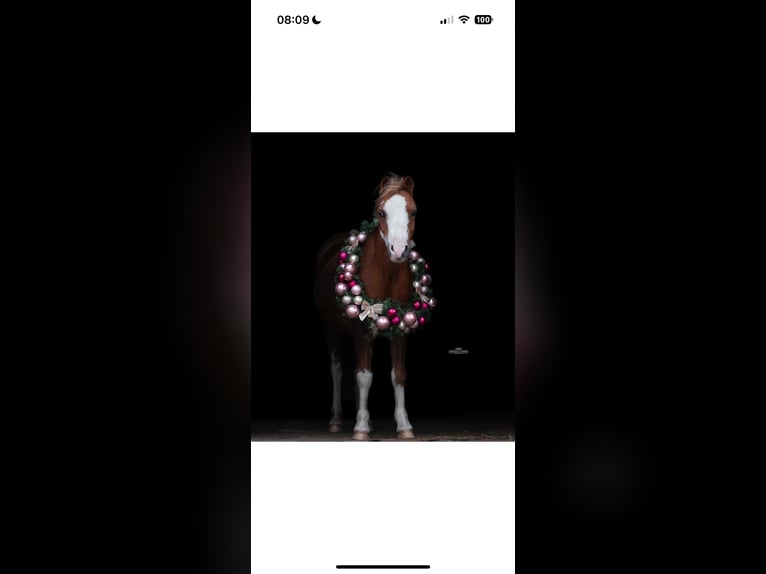 Welsh B Mare 15 years 12,1 hh Chestnut in Augustinusga