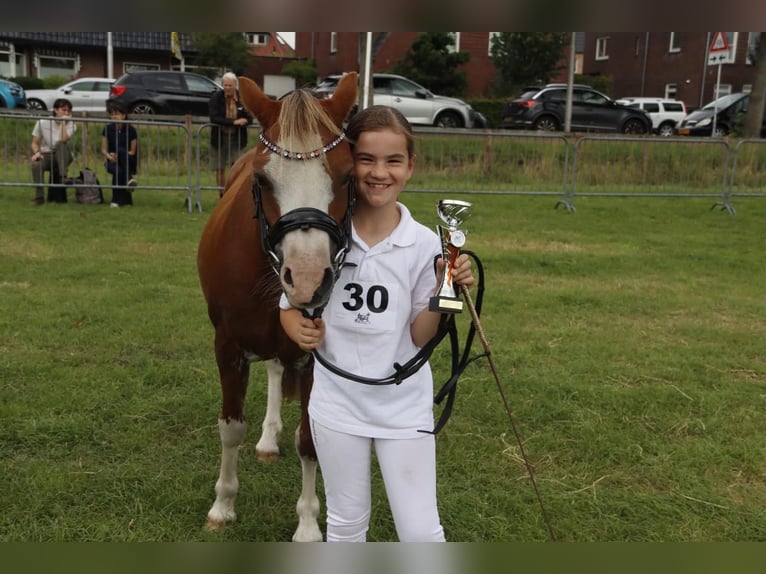 Welsh B Mare 15 years 12,1 hh Chestnut in Augustinusga