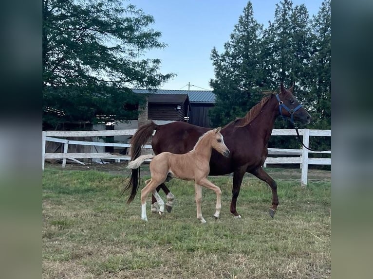 Welsh B Mare 15 years 12,1 hh Chestnut-Red in TATA
