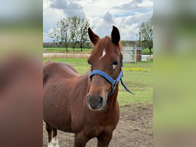 Welsh B Mare 15 years 12,1 hh Chestnut-Red in TATA