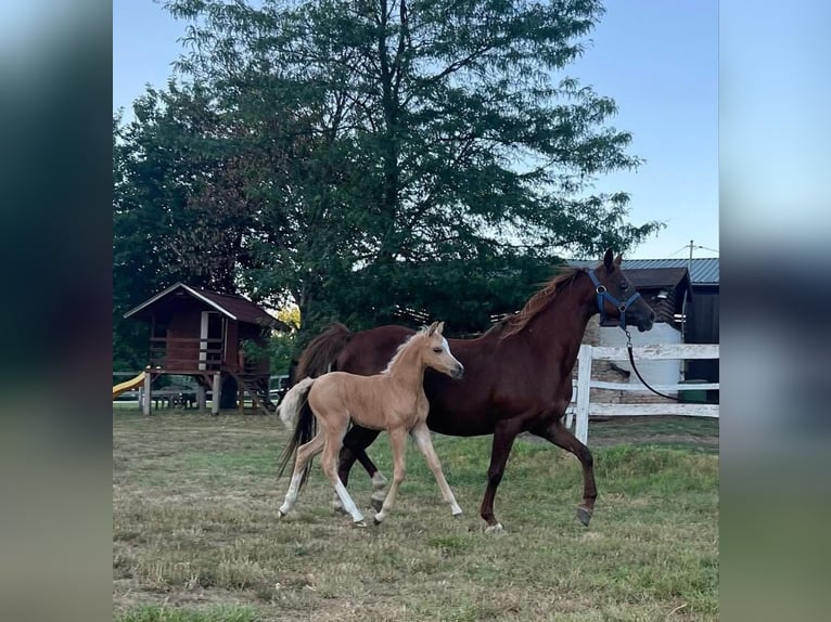 Welsh B Mare 15 years 12,1 hh Chestnut-Red in TATA