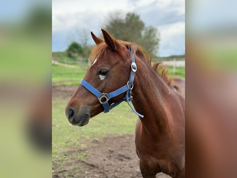 Welsh B Mare 15 years 12,1 hh Chestnut-Red in TATA