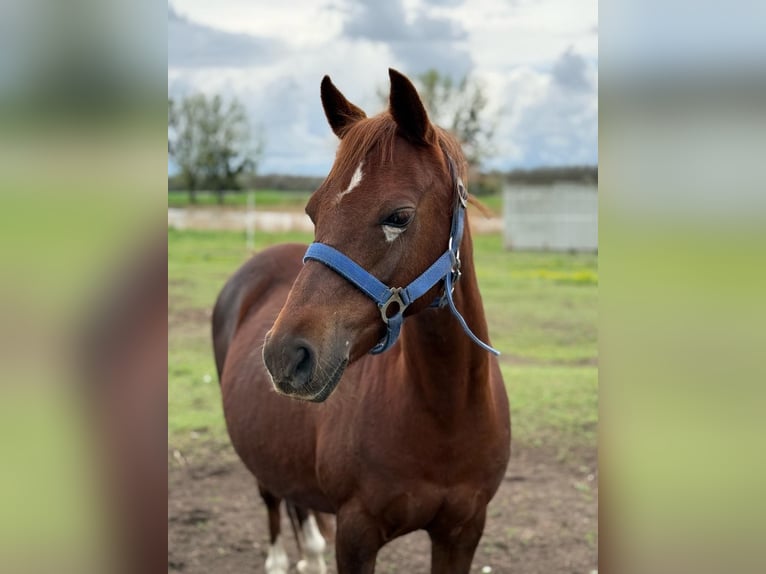 Welsh B Mare 15 years 12,1 hh Chestnut-Red in TATA