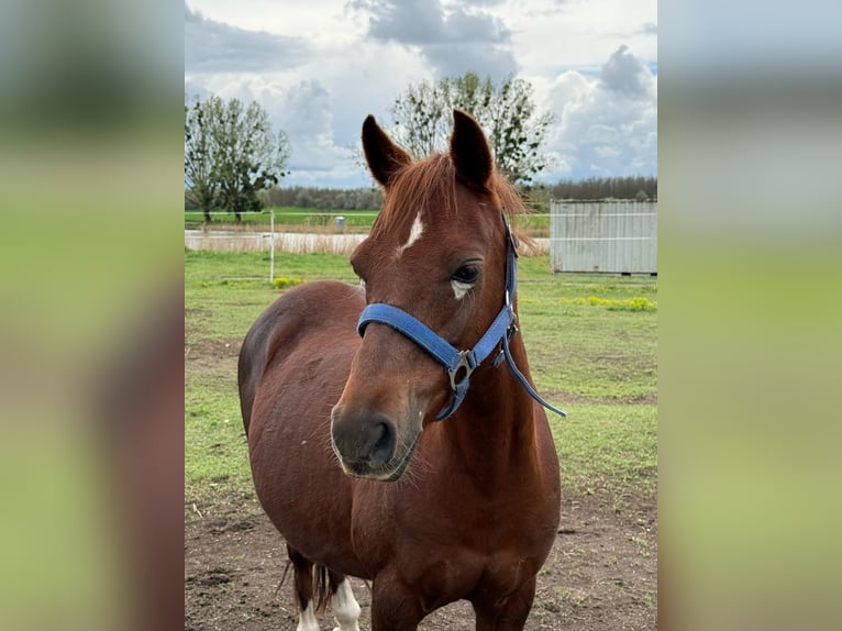 Welsh B Mare 15 years 12,1 hh Chestnut-Red in TATA