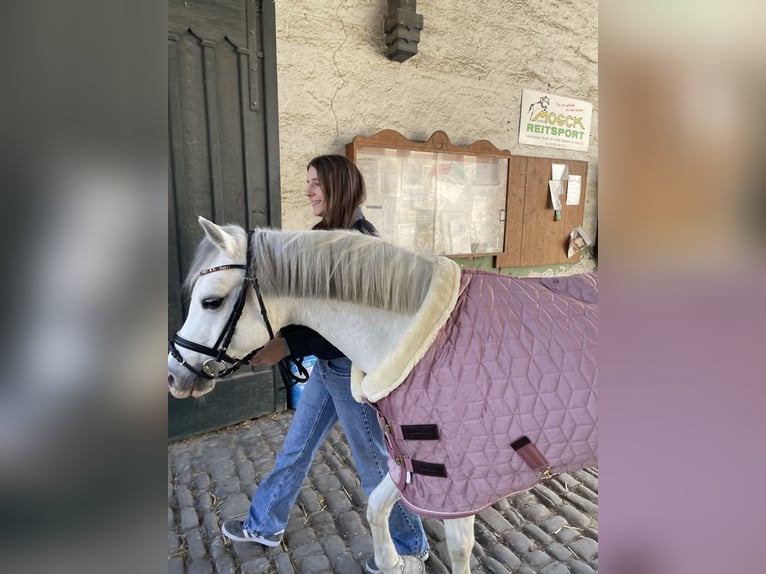 Welsh B Mare 15 years 12,2 hh Grey in RanschbachLandau