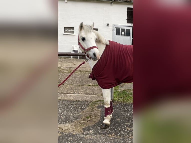 Welsh B Mare 15 years 12,2 hh Grey in RanschbachLandau