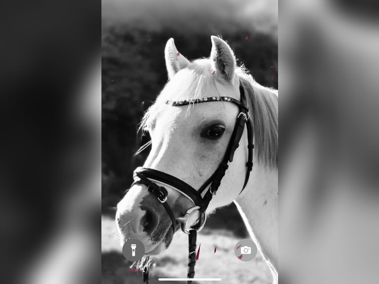 Welsh B Mare 15 years 12,2 hh Grey in RanschbachLandau