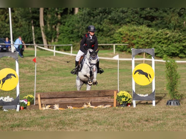 Welsh B Mare 15 years 13.1 hh Grey in HoldorfHoldorf
