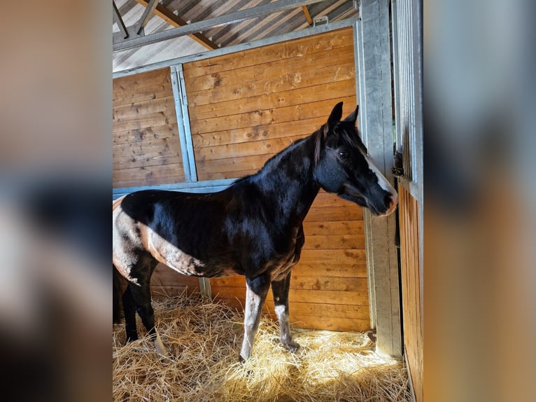 Welsh B Mare 15 years 13 hh Bay-Dark in Rohovce