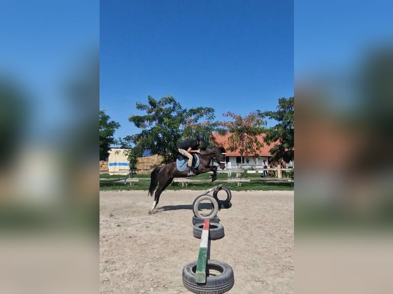 Welsh B Mare 15 years 13 hh Bay-Dark in Rohovce