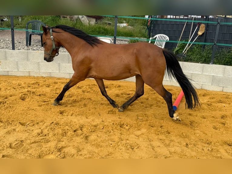 Welsh B Mare 15 years 13 hh Brown in Uhlst&#xE4;dt-Kirchhasel