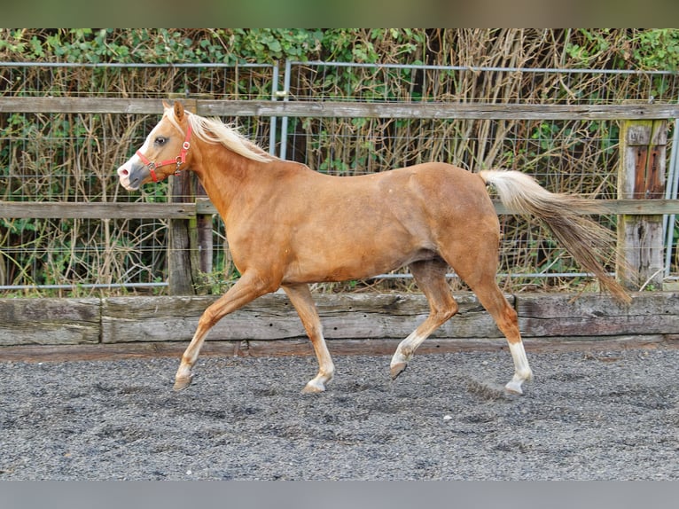 Welsh B Mare 15 years 13 hh Chestnut-Red in Meerbusch