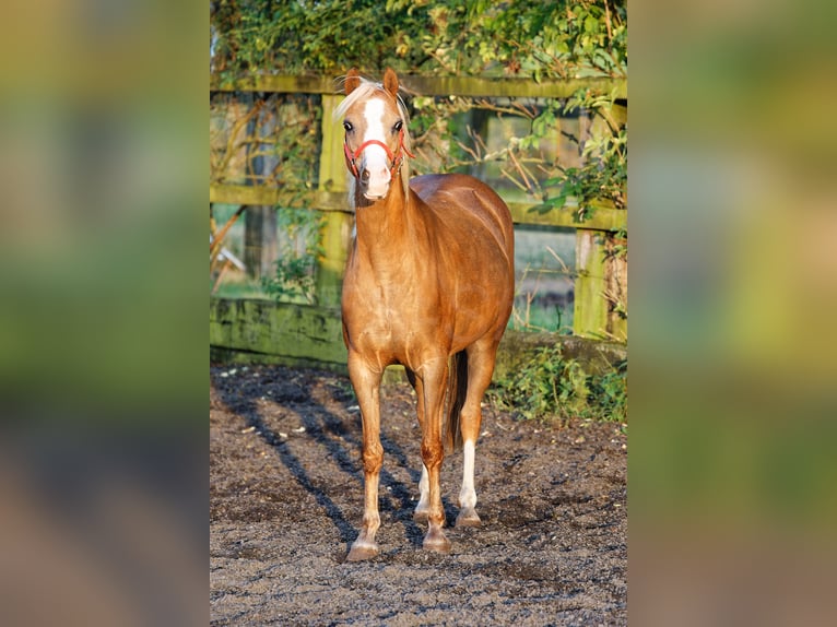 Welsh B Mare 15 years 13 hh Chestnut-Red in Meerbusch