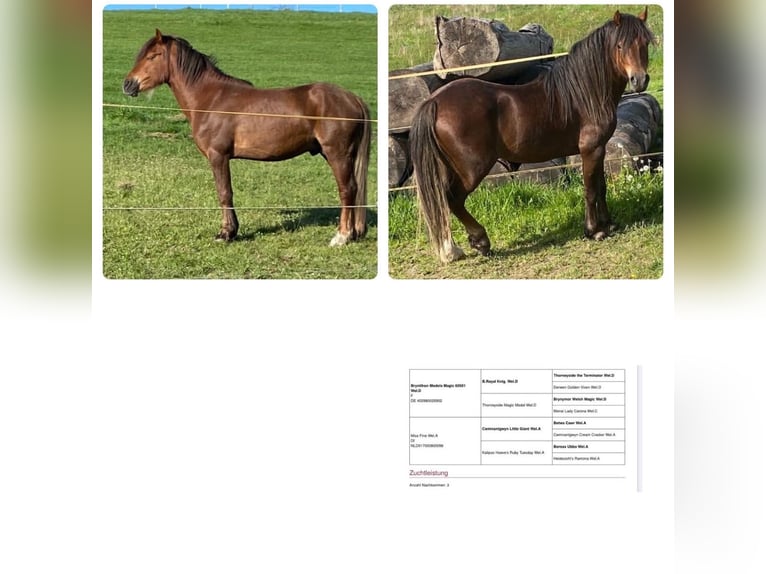 Welsh B Mix Mare 15 years 13 hh Gray in Zerf