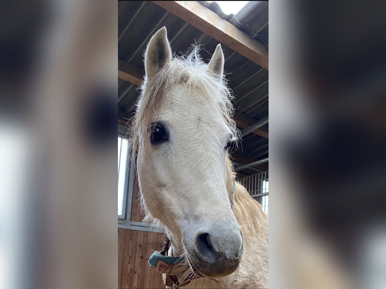 Welsh B Mix Mare 15 years 13 hh Gray in Zerf