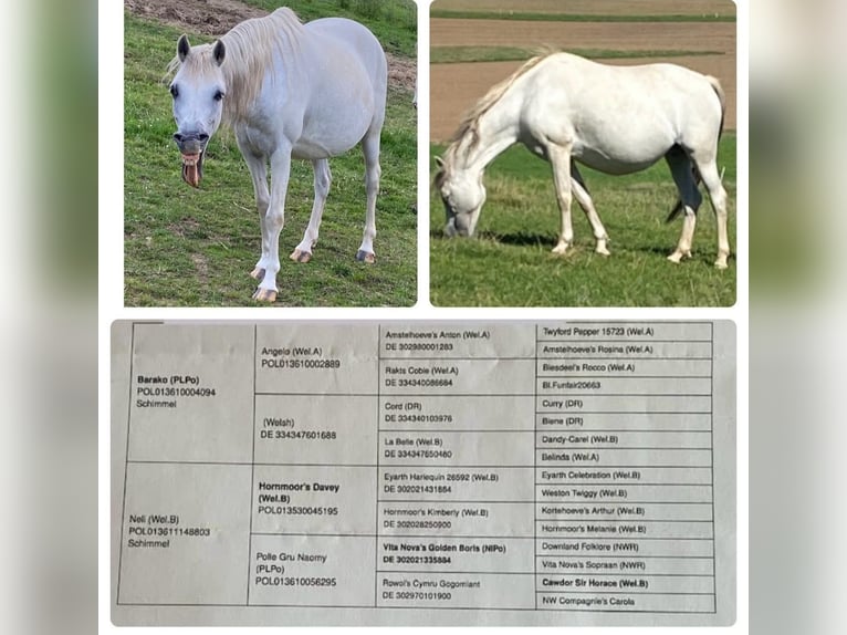 Welsh B Mix Mare 15 years 13 hh Gray in Zerf