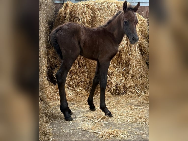 Welsh B Mix Mare 15 years 13 hh Gray in Zerf