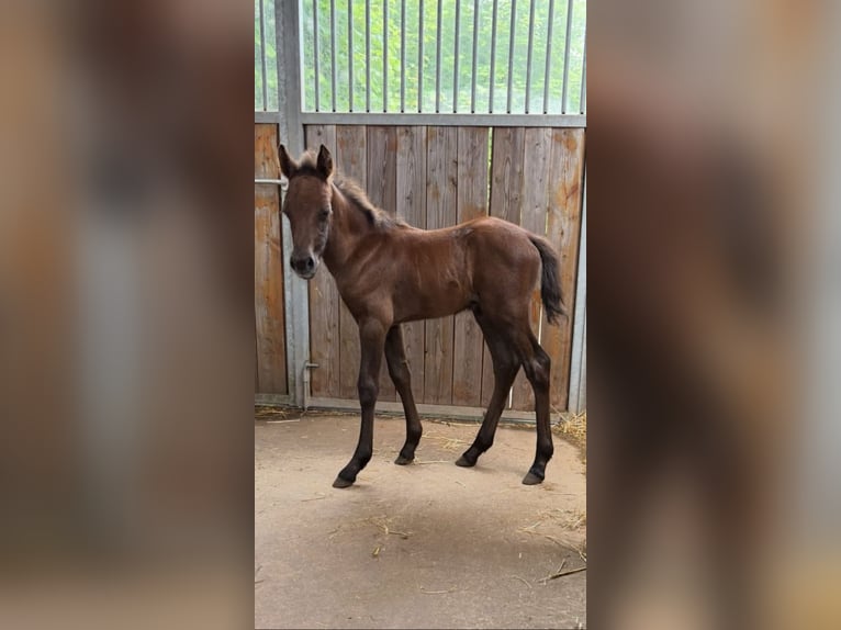 Welsh B Mix Mare 15 years 13 hh Gray in Zerf