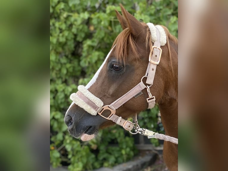 Welsh B Mare 15 years 13,1 hh Chestnut-Red in Moers