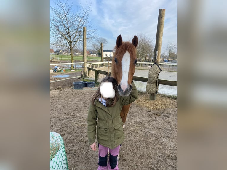 Welsh B Mare 15 years 13,1 hh Chestnut-Red in Moers