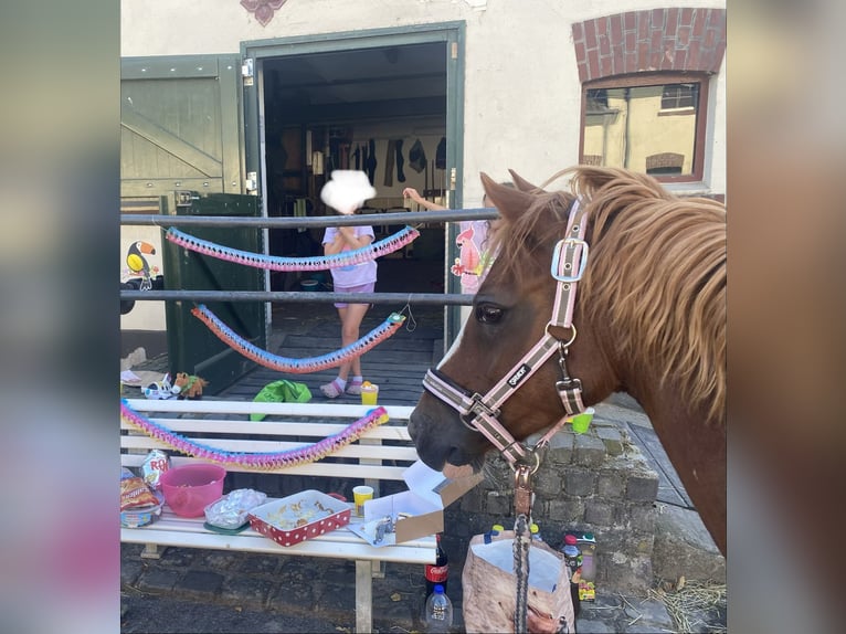 Welsh B Mare 15 years 13,1 hh Chestnut-Red in Moers