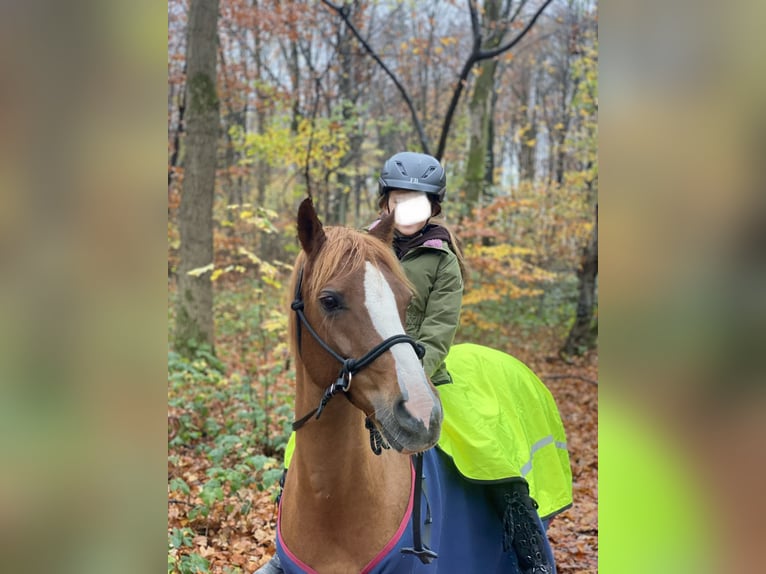 Welsh B Mare 15 years 13,1 hh Chestnut-Red in Moers