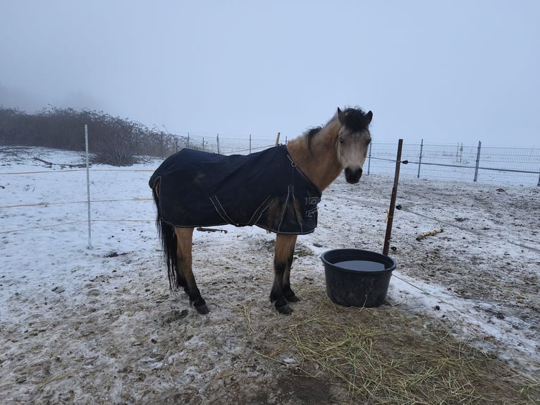 Welsh B Mare 16 years 12.1 hh Dun in Bad Harzburg