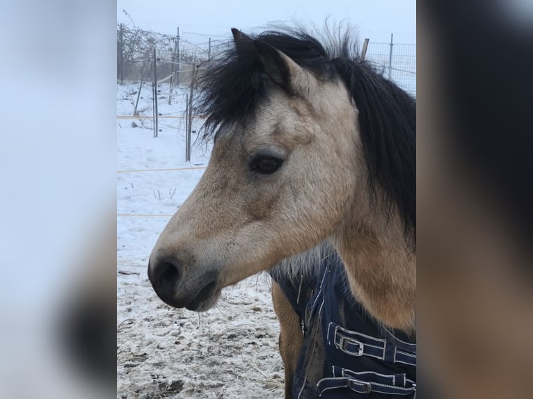 Welsh B Mare 16 years 12.1 hh Dun in Bad Harzburg