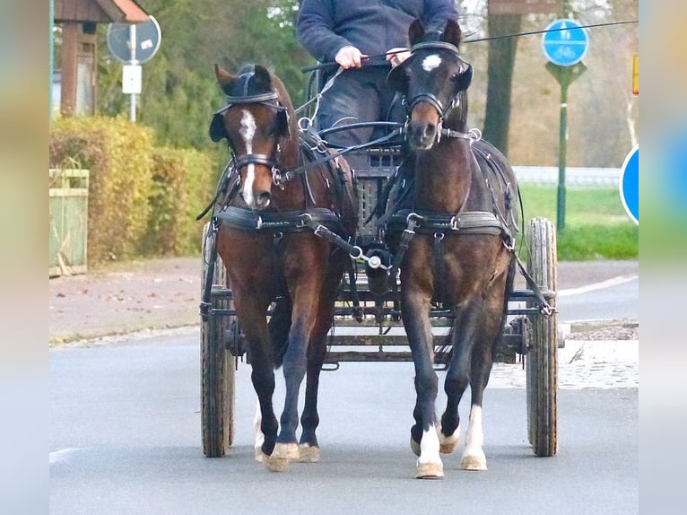 Welsh B Mare 16 years 12,2 hh Brown in Halle