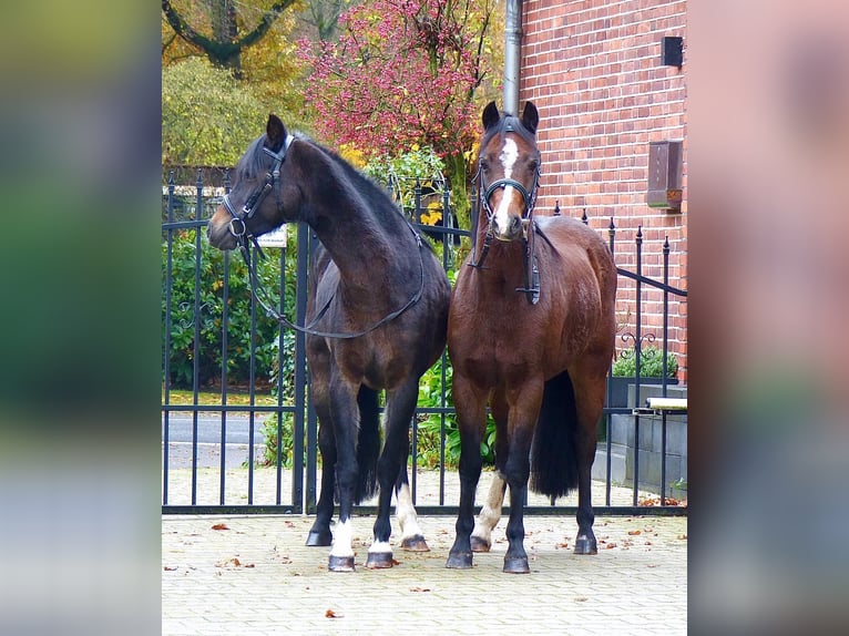 Welsh B Mare 16 years 12,2 hh Brown in Halle