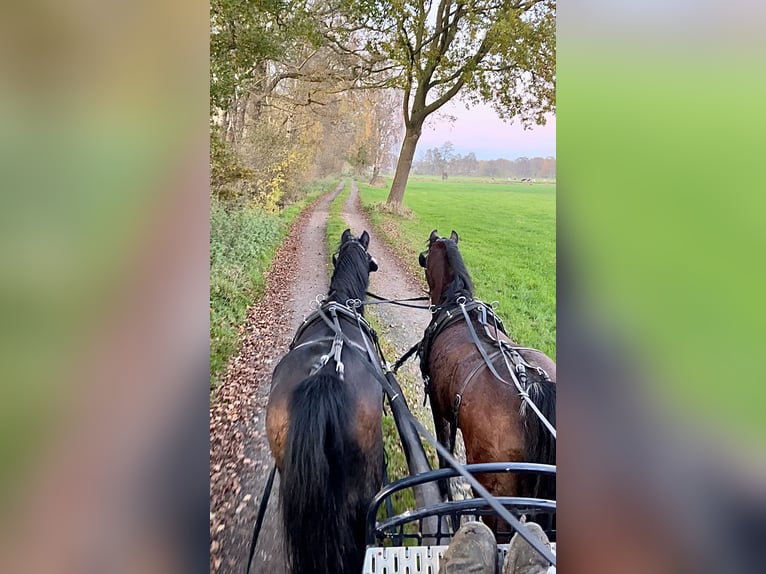 Welsh B Mare 16 years 12,2 hh Brown in Halle