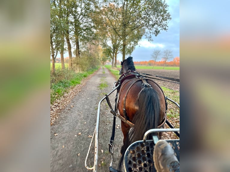 Welsh B Mare 16 years 12,2 hh Brown in Halle