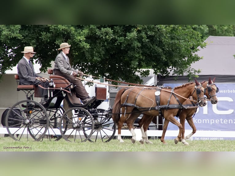 Welsh B Mare 16 years 12.3 hh Chestnut-Red in Landolfshausen OT Mackenrode