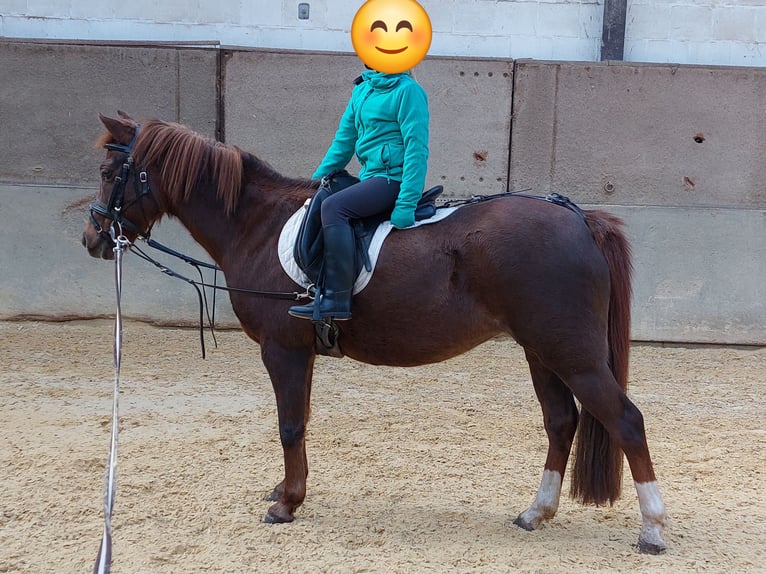 Welsh B Mare 16 years 12.3 hh Chestnut-Red in Landolfshausen OT Mackenrode