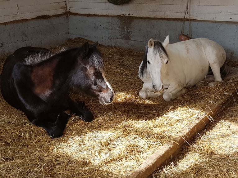 Welsh B Mare 16 years 12 hh Grey in Waldkirch