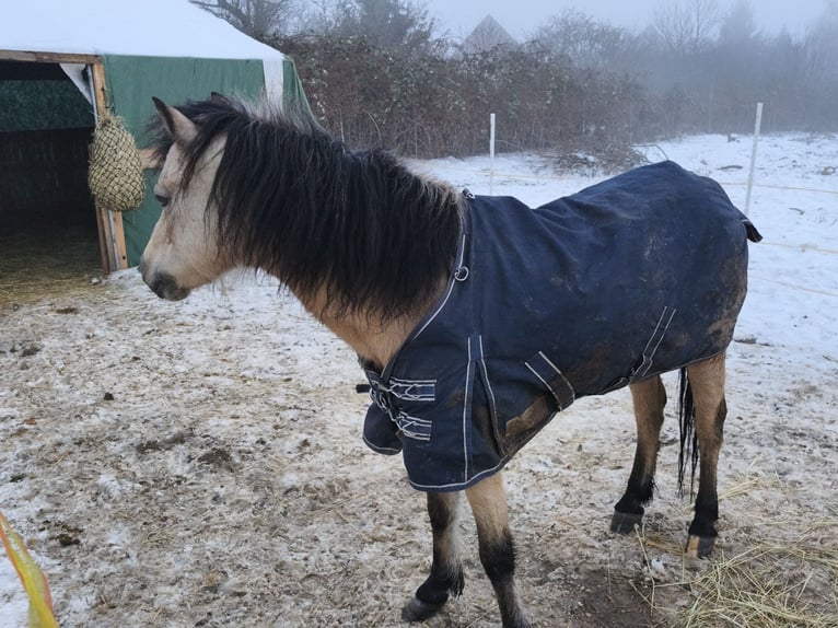 Welsh B Mare 16 years 12,1 hh Dun in Bad Harzburg
