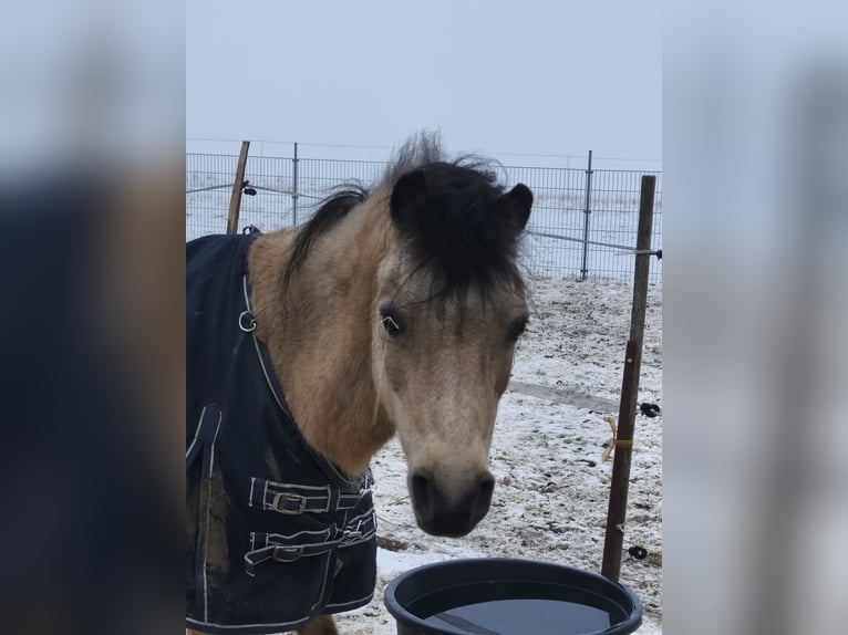 Welsh B Mare 16 years 12,1 hh Dun in Bad Harzburg