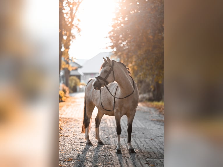 Welsh B Mare 16 years 12,1 hh Dun in Goch