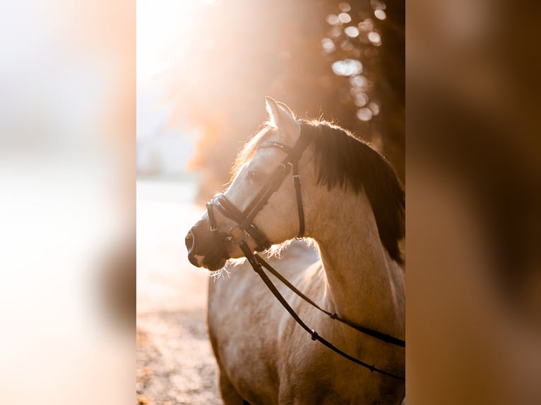 Welsh B Mare 16 years 12,1 hh Dun in Goch