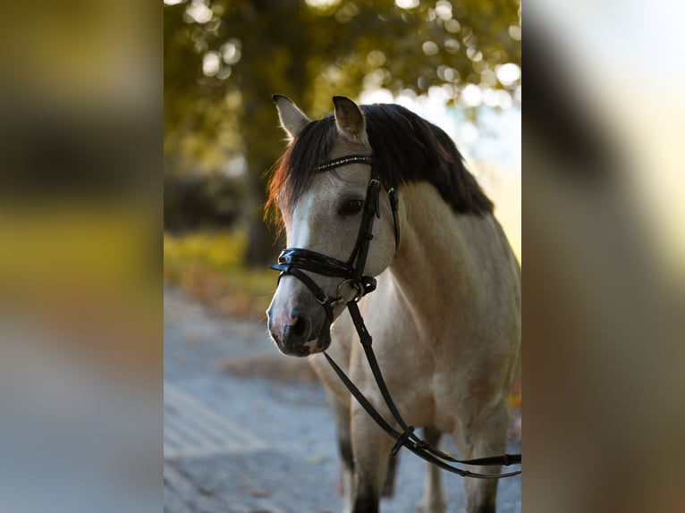 Welsh B Mare 16 years 12,1 hh Dun in Goch