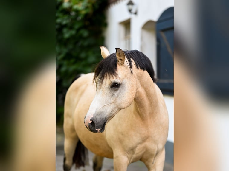 Welsh B Mare 16 years 12,1 hh Dun in Goch
