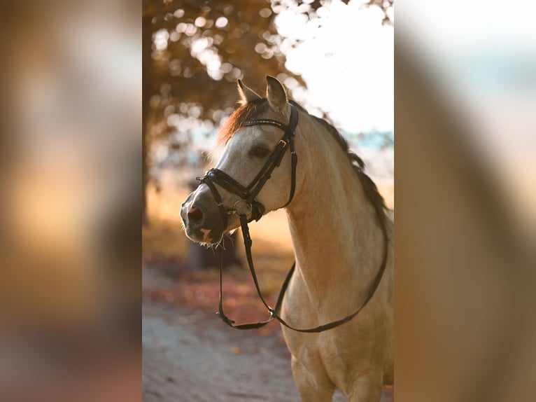 Welsh B Mare 16 years 12,1 hh Dun in Goch