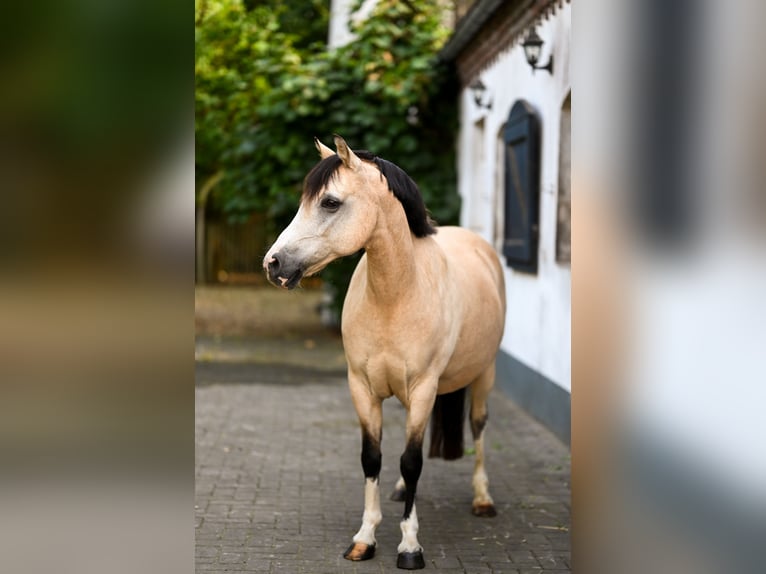 Welsh B Mare 16 years 12,1 hh Dun in Goch