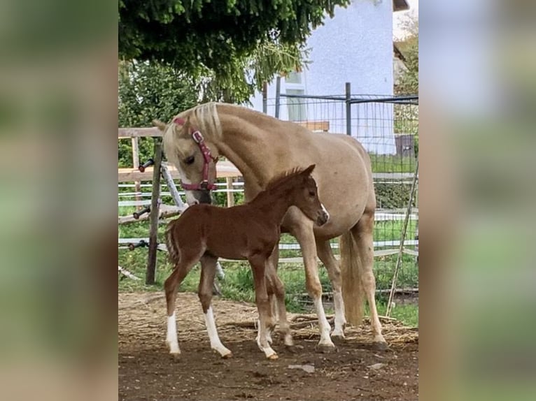 Welsh B Mare 16 years 13.1 hh Palomino in Münstermaifeld